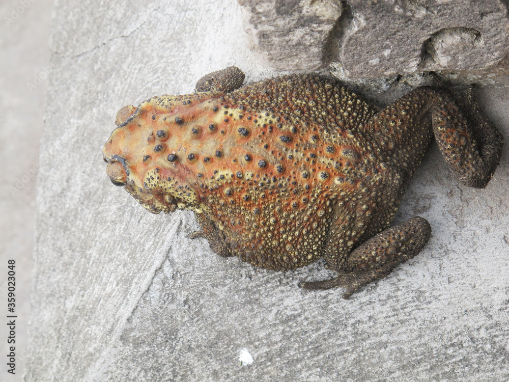 Toad Body Toad is a common name for certain frogs, especially of the family ...