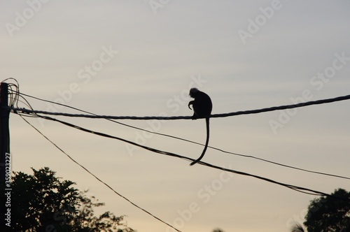 Canvas Print silhouette