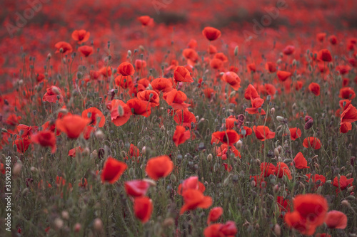 Fototapeta Naklejka Na Ścianę i Meble -  Beautiful red poppies in the field, close-up.