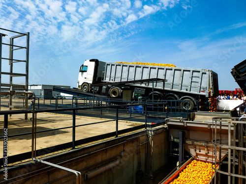 Truck unloading oranges at a juice factory in Seville