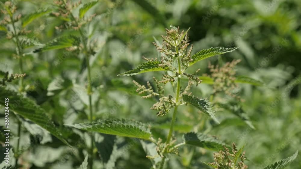 Common nettle Urtica dioica herbal plant slow motion footage Common nettle Urtica dioica herbal plant slow motion footage