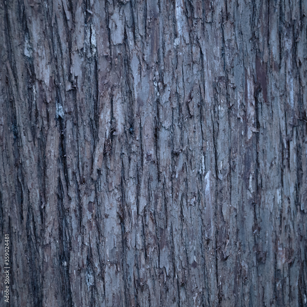 Closeup of old weather beaten tree bark texture background pattern Closeup of old weather beaten tree bark texture background pattern