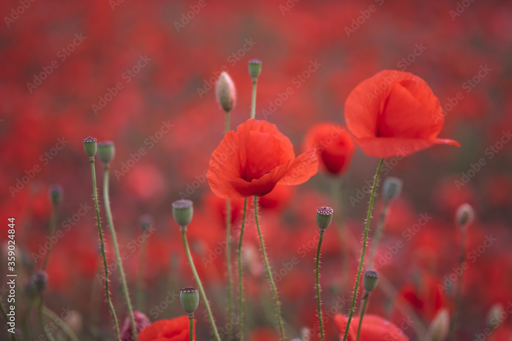 Obraz premium Beautiful red poppies in the field, close-up.