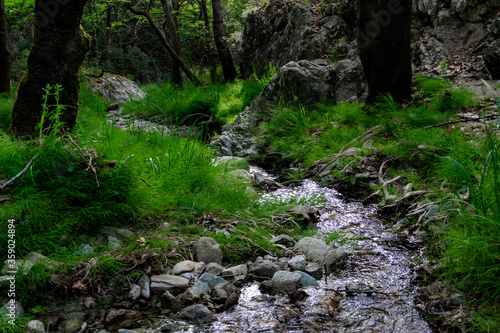 Stream in the woods and colorful green bushes