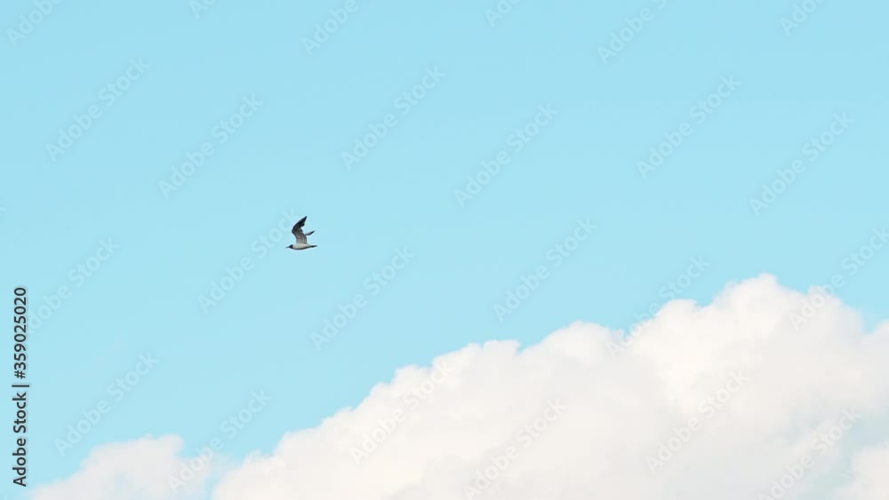 Seagull bird flying fast over blue sky with clouds Seagull bird flying fast over blue sky with clouds