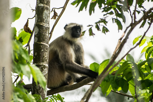 Monkey sitting on a tree branch