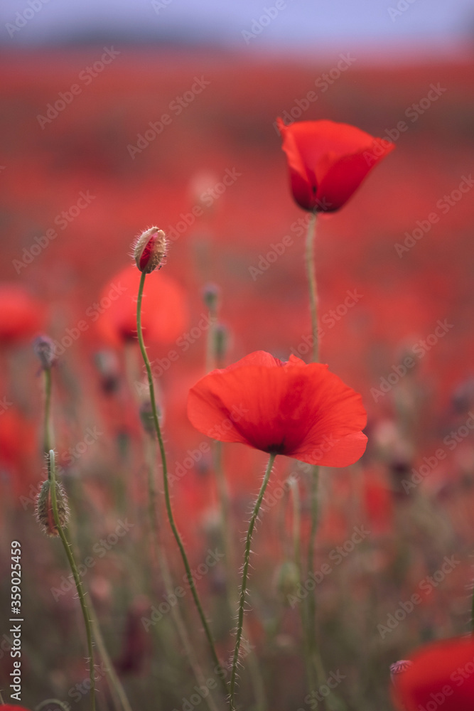 Obraz premium Beautiful red poppies in the field, close-up.