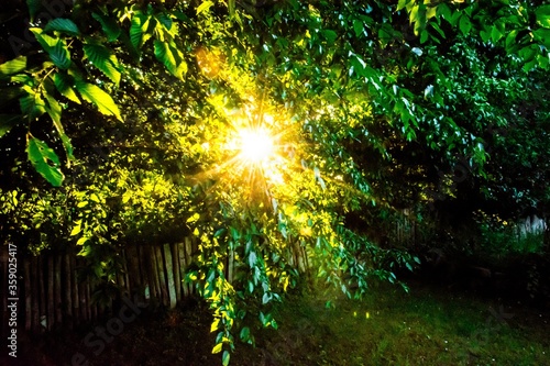 Sonnenstrahlen Sonnenuntergang Sonnenstern Strahlen Lichtstrahlen Wald Blätter Grün Gelb