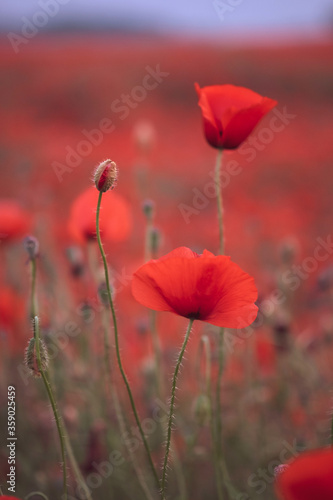 Beautiful red poppies in the field  close-up.