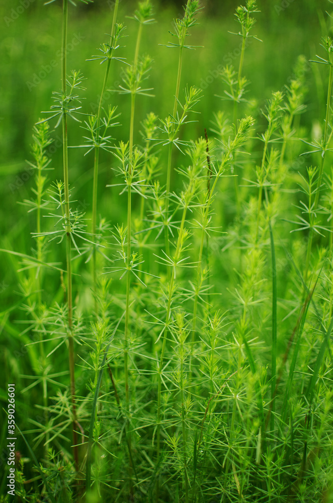 Fresh juicy green grass for summer