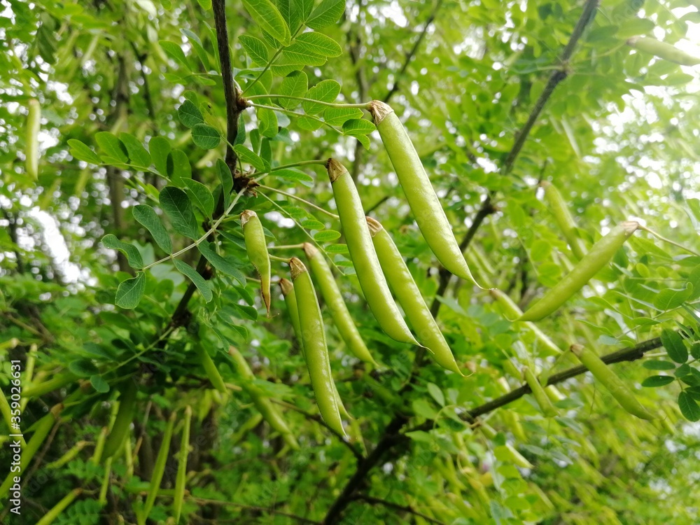 Beautiful Acacia pods on branches. Front view. Beautiful Acacia pods on branches. Front view.