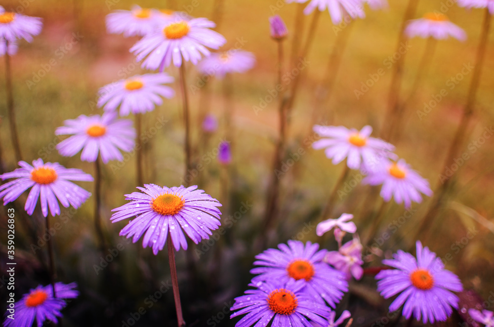 Fototapeta premium Beautiful fresh daisies bloom outdoors in the field