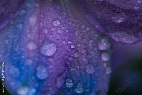 Blumen Bl  ten Regen Wasser Tropfen Bl  tter Natur Makro Blau Lila Violett