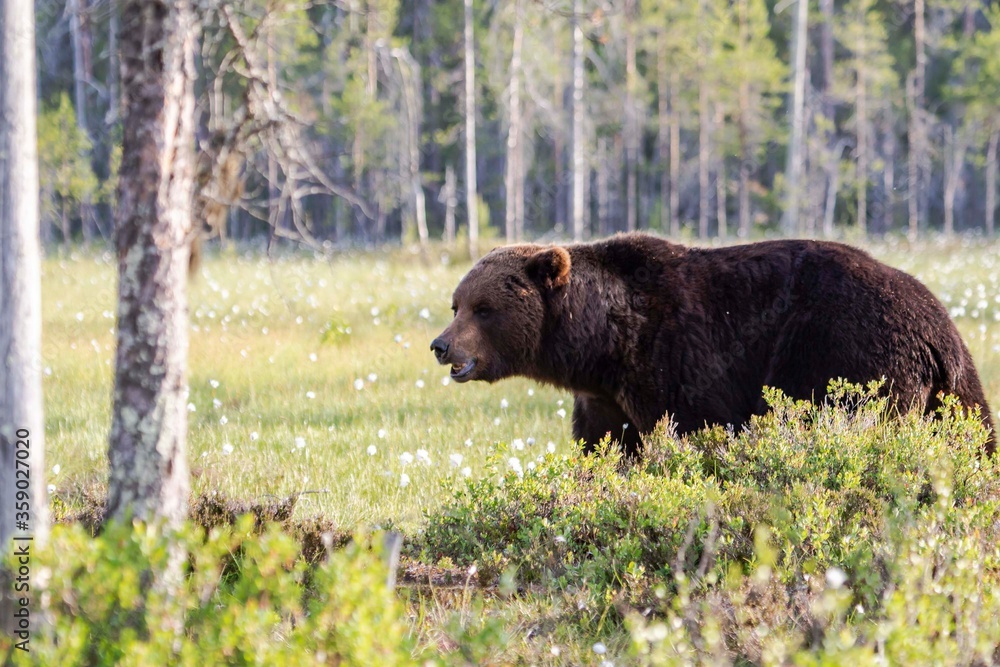 brown bear in the grass, finland brown bear in the grass, finland