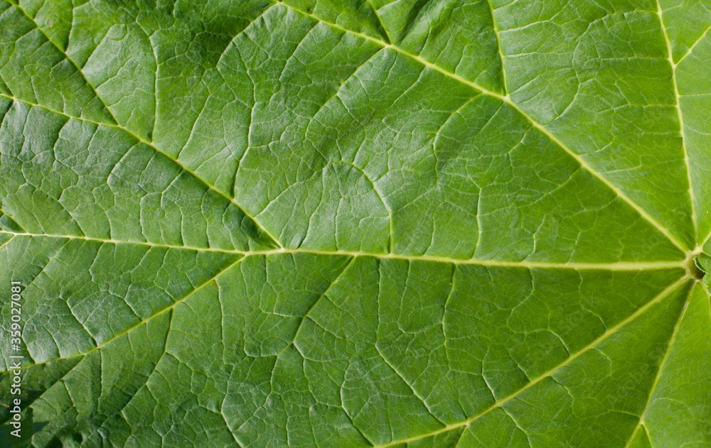 Extreme close up of green leaf Extreme close up of green leaf