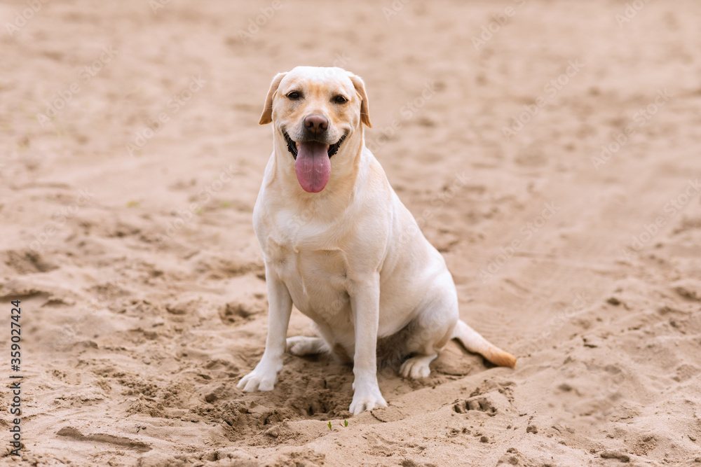 Labrador retriever dog looking at camera, having walk Labrador retriever dog looking at camera, having walk
