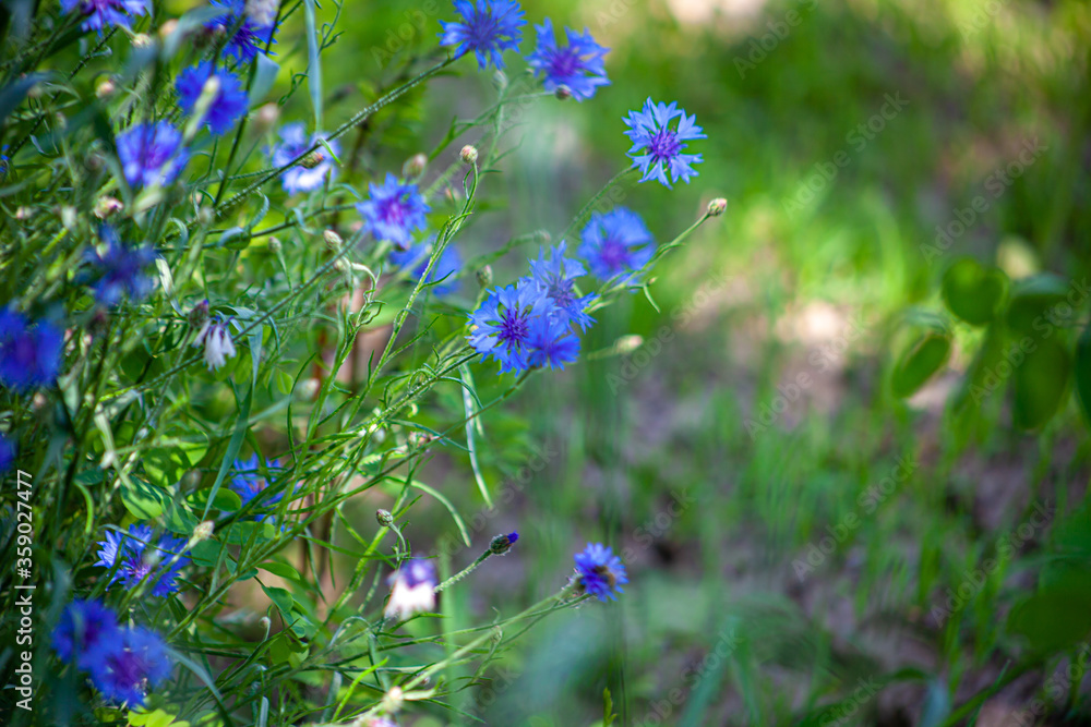 Blue wildflower cornflower. Wild flowers. Natural green background. Cornflowers. Nature. Summer wildflower. Blue wildflower cornflower. Wild flowers. Natural green background. Cornflowers. Nature. Summer wildflower.