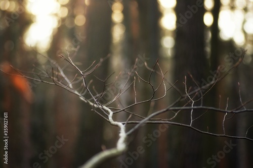 Young spring branch with buds in the forest, fuzzy background, bokeh and a blank space 