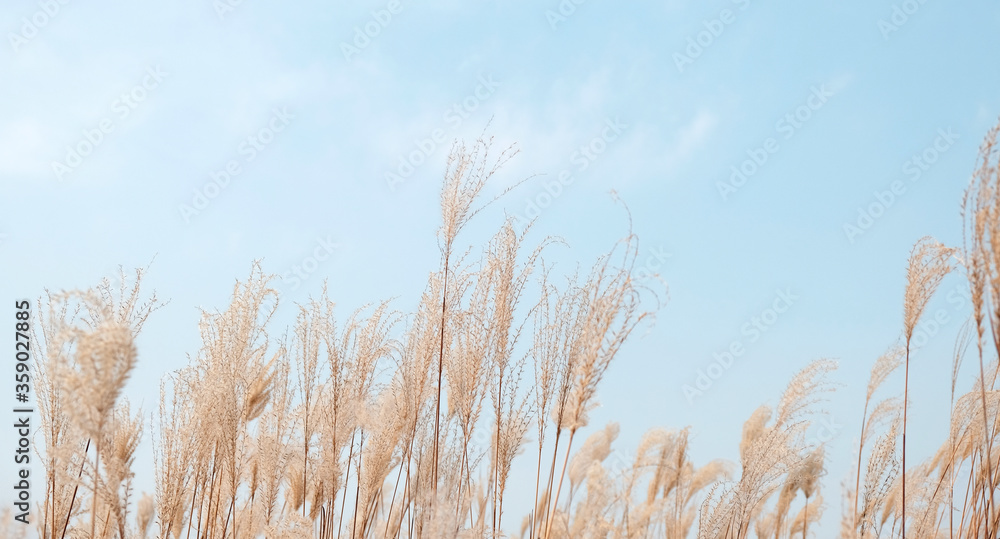 Fototapeta premium Ecological park. Gaetgol Eco Park in Siheung-si, South Korea. 