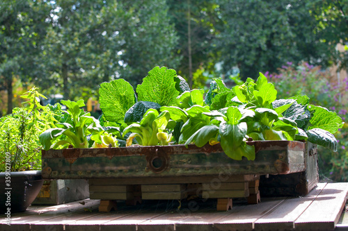Cabbage, zucchini in a large wooden box on the roof of a boat