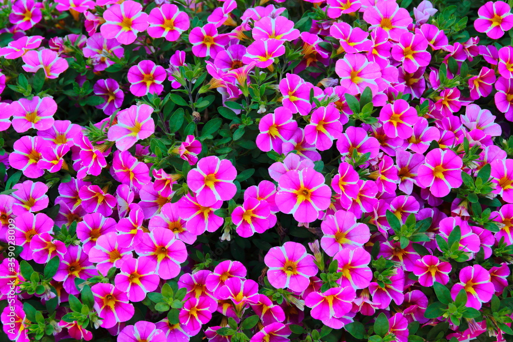 purple flowers in the garden