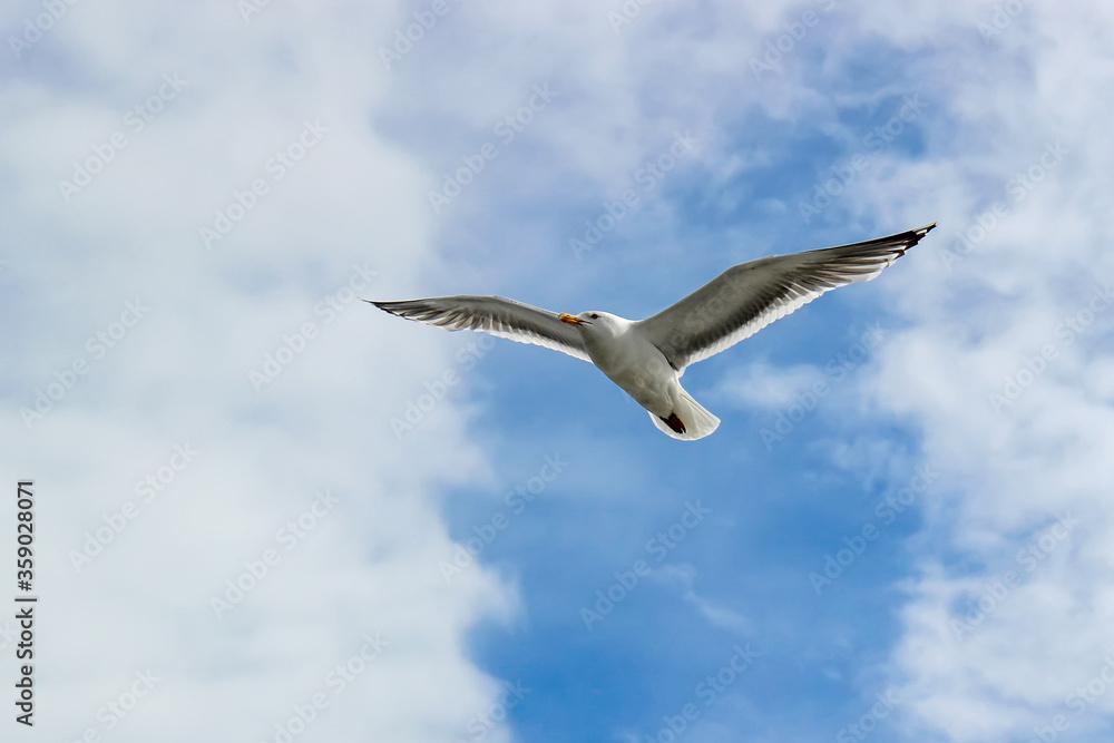 A soaring gull against the blue sky, a bird flying in the sky A soaring gull against the blue sky, a bird flying in the sky