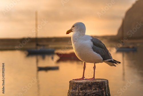 Seagull, Morro Bay, California