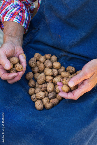 Senior man, farmer worker holding harvest of organic walnut
