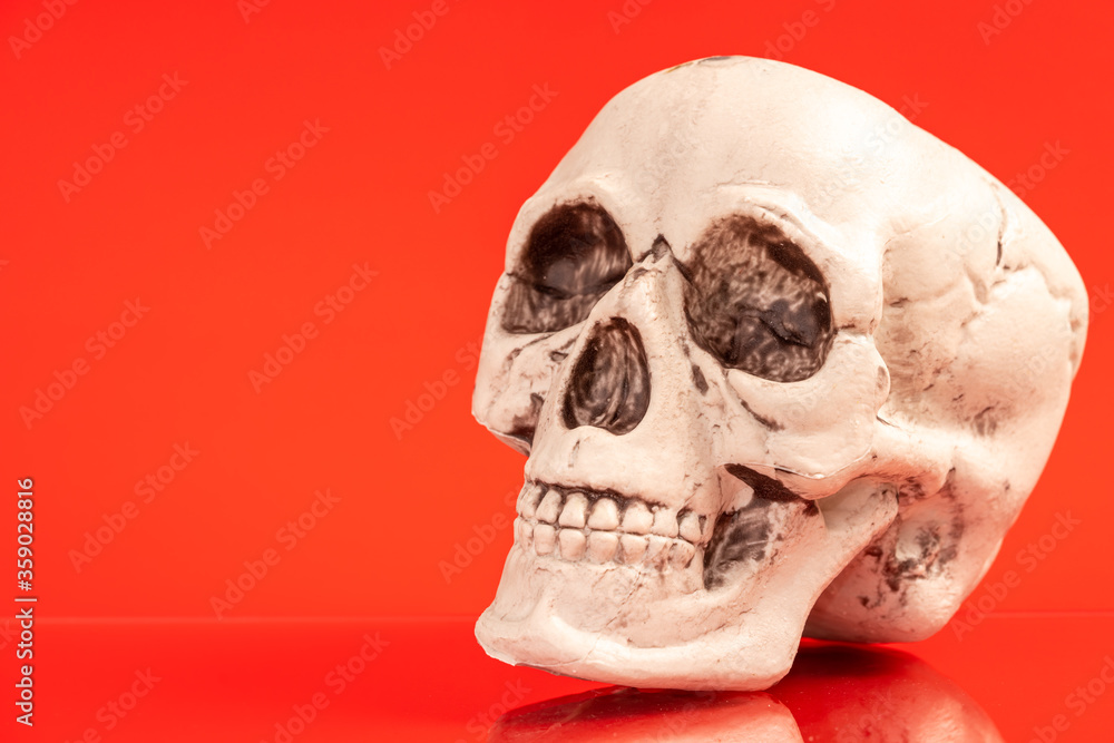 Obraz premium Artificial human skull on a colored background.