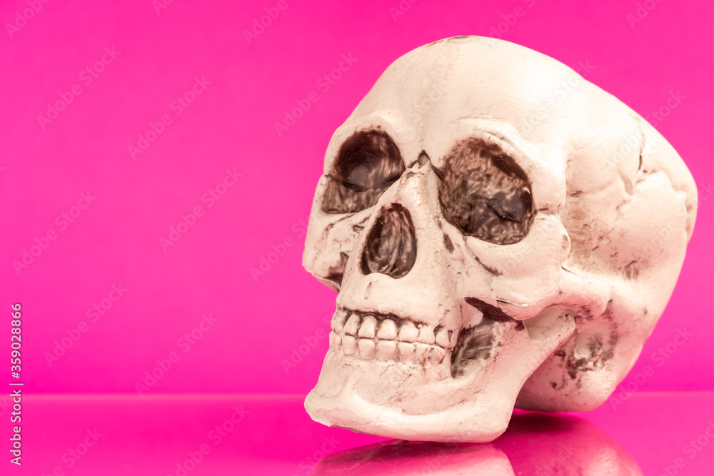 Artificial human skull on a colored background.