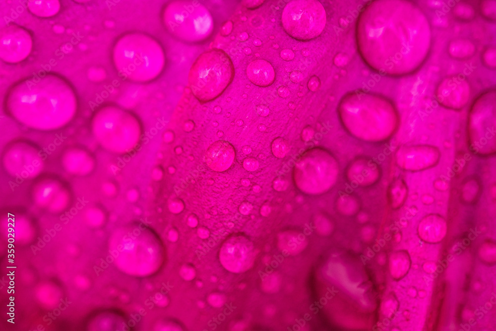 Regentropfen auf Blume Blüte Pink Lila Wasser Makro Natur