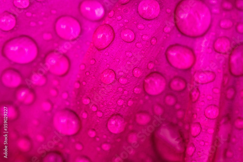 Regentropfen auf Blume Blüte Pink Lila Wasser Makro Natur