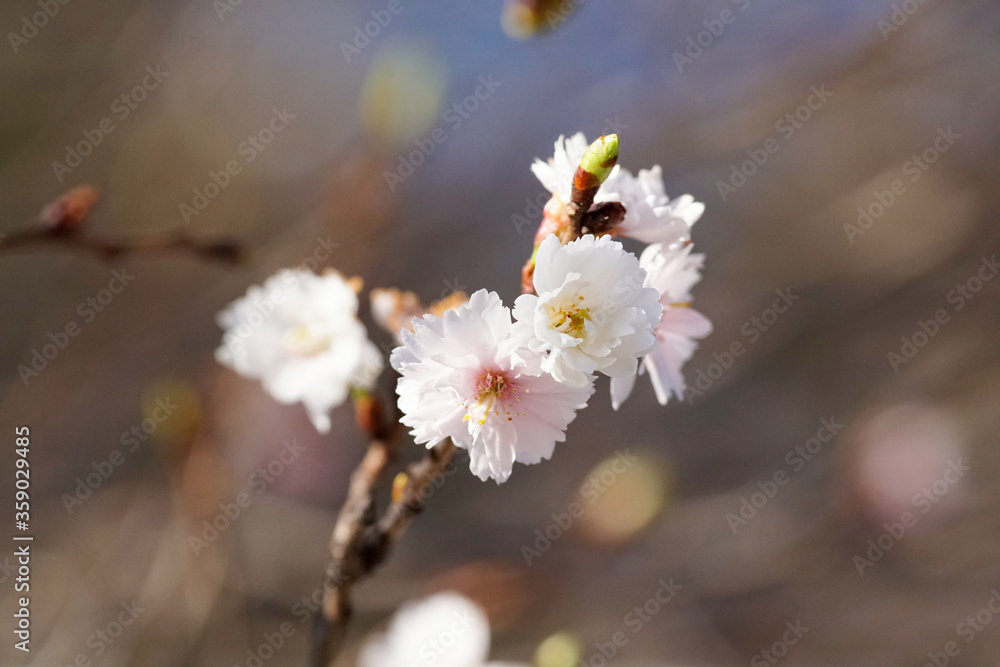 平野神社の冬桜