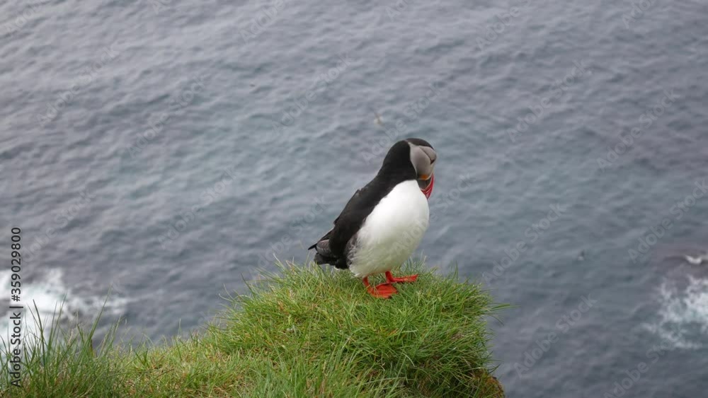 Puffins on the Latrabjarg cliffs, West Fjords, Iceland Puffins on the Latrabjarg cliffs, West Fjords, Iceland