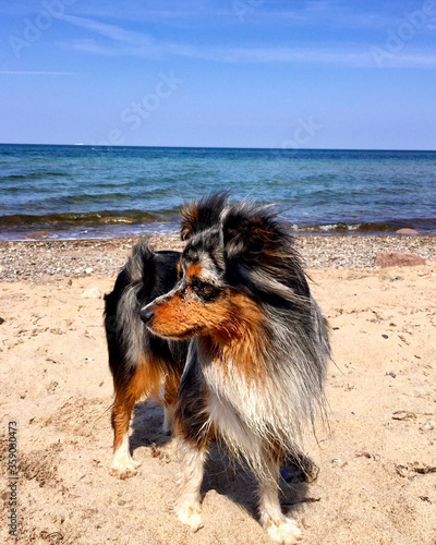 Strandhund