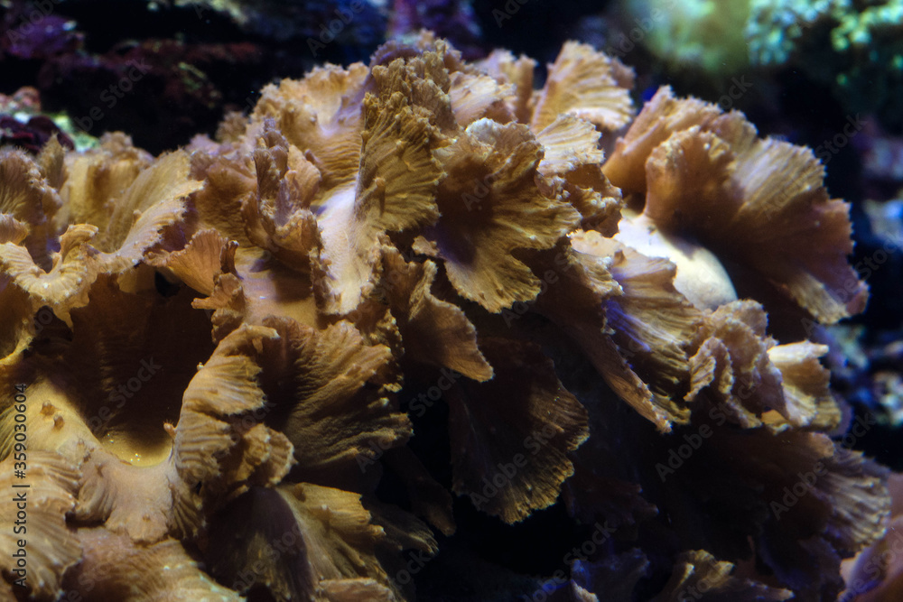 Fototapeta premium coral reef in aquarium