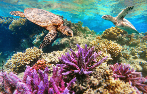 Green Sea Turtle Swimming Over beautiful and colored Coral Reef, marsa Alam, Egypt, Red sea wildlife