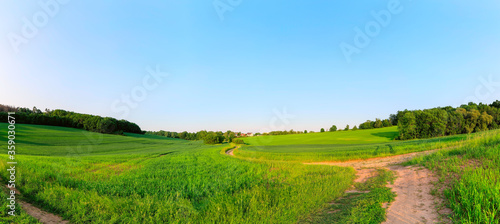 Panoramic view of golden wheat field by summertime