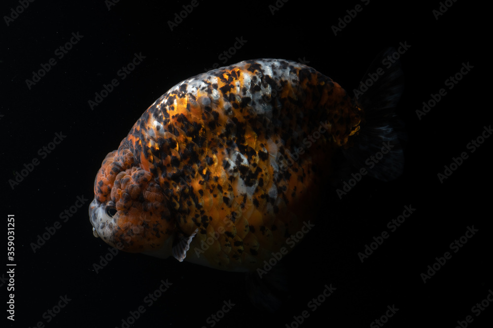 Many type of goldfish Ranchu , Ryukin , Oranda , Telescopes goldfish