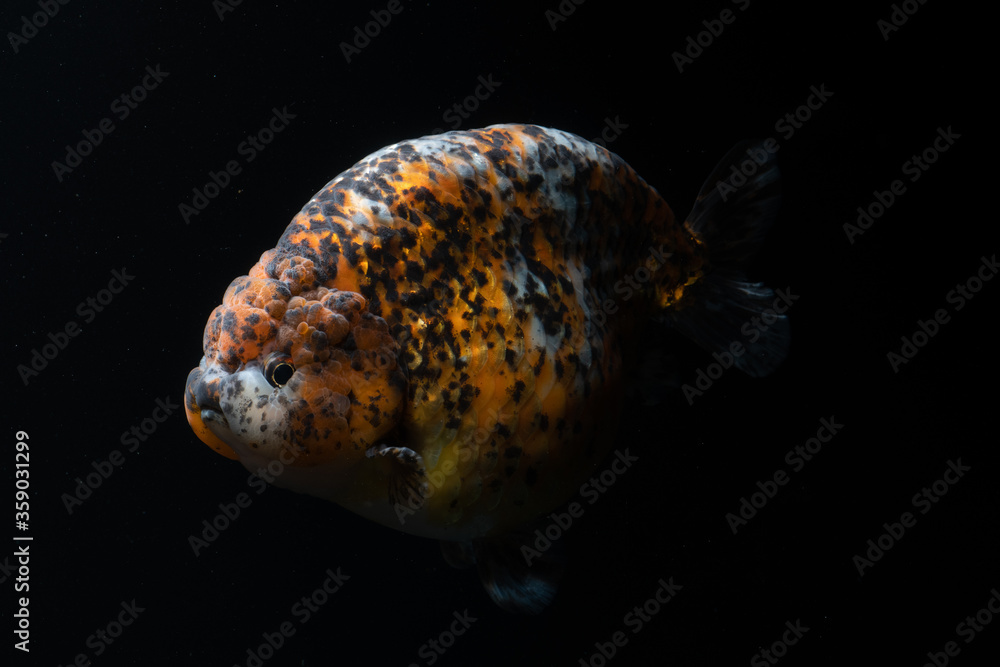 Many type of goldfish Ranchu , Ryukin , Oranda , Telescopes goldfish