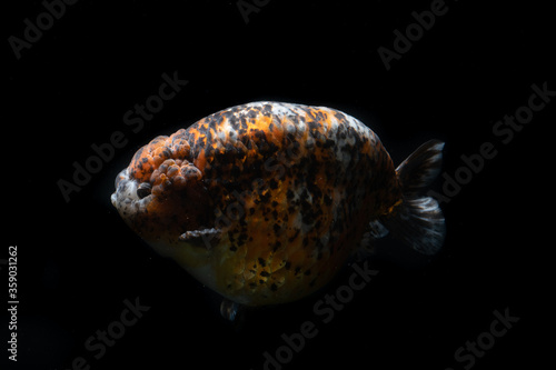 Many type of goldfish Ranchu   Ryukin   Oranda   Telescopes goldfish . Very cute and beautiful of natural art. Only one moment capture of movement .