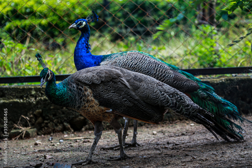 Naklejka premium peacock in the park