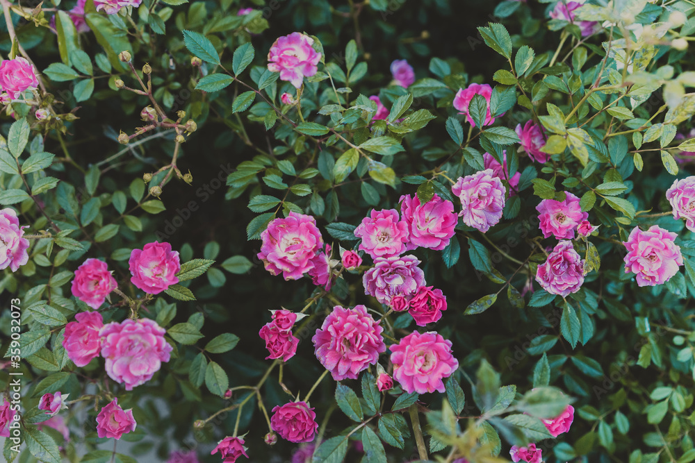 Red rose in the garden. Pink roses background. Retro filter. Red rose in the garden. Pink roses background. Retro filter.