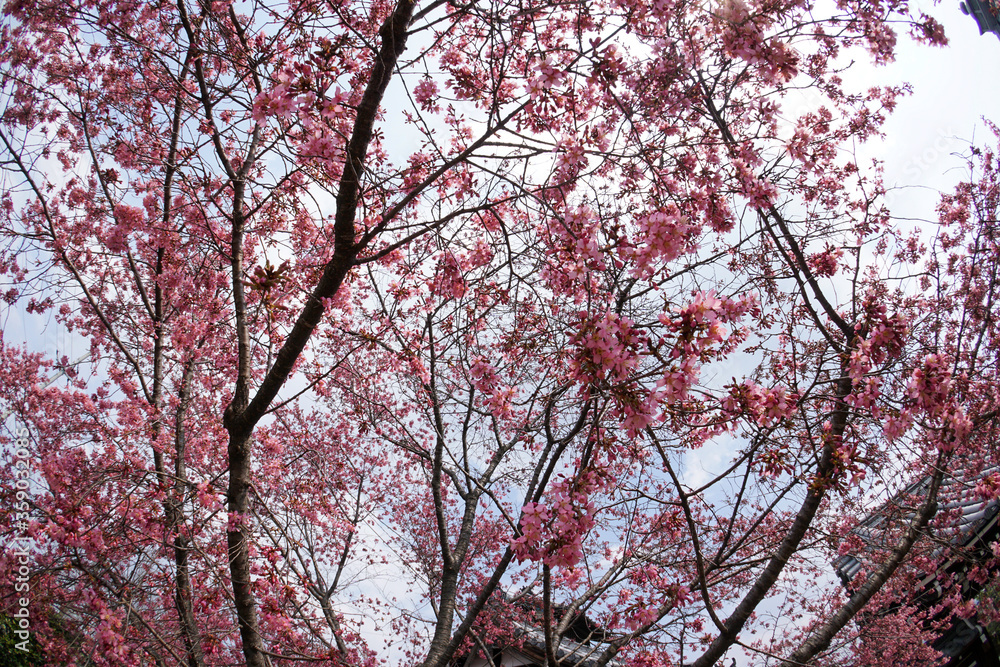 長徳寺のおかめ桜