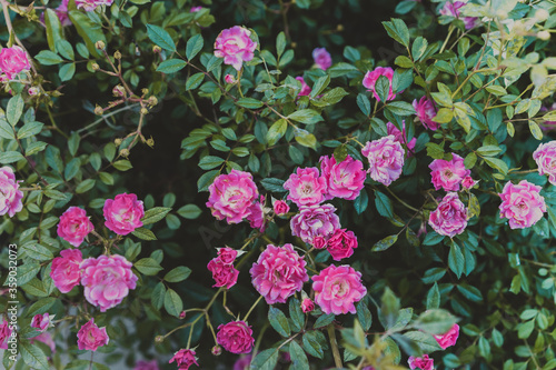 Red rose in the garden. Pink roses background. Retro filter.