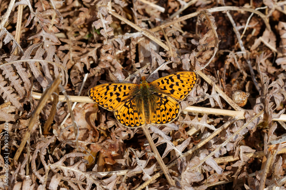 A Pearl-bordered Fritillary butterfly basking on dried Bracken. A Pearl-bordered Fritillary butterfly basking on dried Bracken.