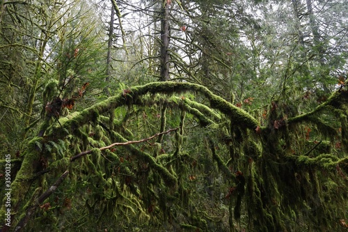 tree in the forest