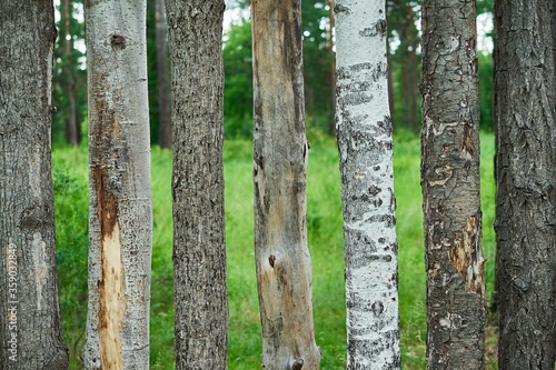Tree trunks of different breeds on a green forest background, samples, fragment
