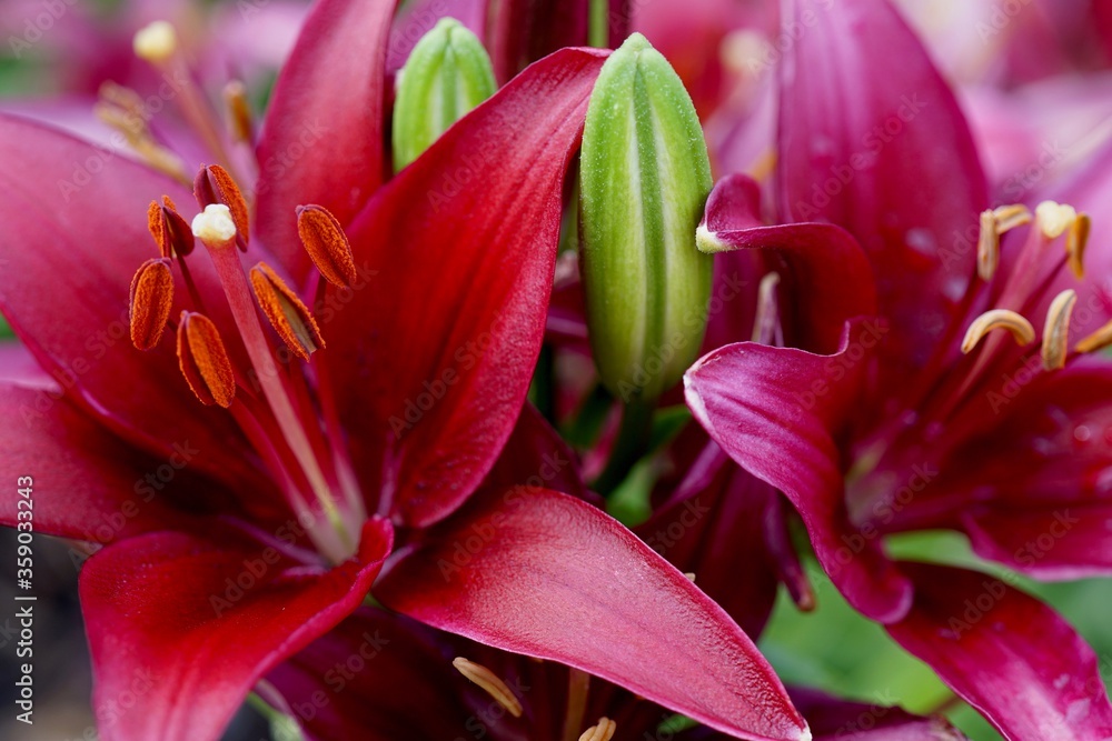 Red Asiastic Lilly Flower in Bloom in Spring Garden Red Asiastic Lilly Flower in Bloom in Spring Garden