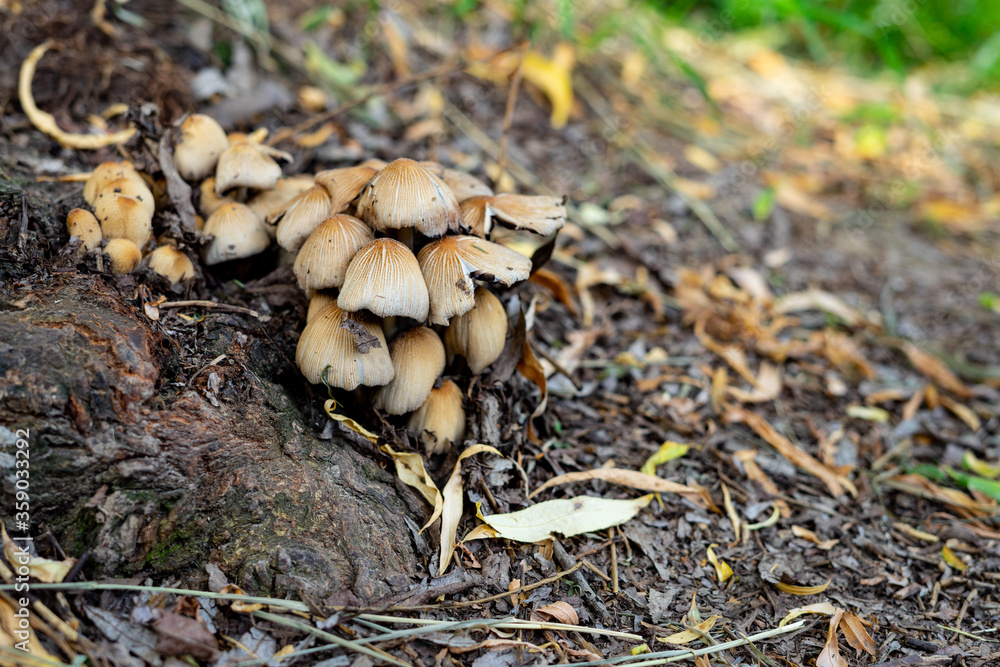 mushrooms grow in the park near the roots of the tree. family of fungi of the order Agarical. photo of mushrooms mushrooms grow in the park near the roots of the tree. family of fungi of the order Agarical. photo of mushrooms